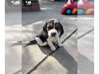 Beagle PUPPY FOR SALE ADN-778980 - Beagle Pups Need Forever Home