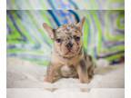 French Bulldog PUPPY FOR SALE ADN-778991 - Lilac Akc Frech Bull Dog puppy