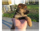 German Shepherd Dog PUPPY FOR SALE ADN-779007 - GSD PUPPIES
