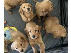 Doodle-Golden Retriever Mix PUPPY FOR SALE ADN-779020 - Golden doodle puppies