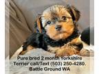 Yorkshire Terrier PUPPY FOR SALE ADN-779069 - Charles