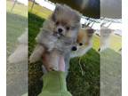 Pomeranian PUPPY FOR SALE ADN-779091 - Pomeranian puppy