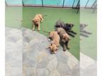 Ultimate Mastiff PUPPY FOR SALE ADN-779093 - Mastiff puppies