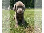 Labrador Retriever PUPPY FOR SALE ADN-779095 - AKC Silver Labrador Retrievers