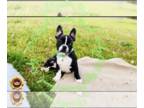 French Bulldog PUPPY FOR SALE ADN-779098 - Rocky MICRO FRENCHIE BRINDLE AND