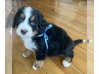 Bernese Mountain Dog PUPPY FOR SALE ADN-779102 - Bernese Mountain Dog