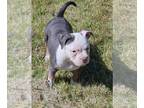 American Bully PUPPY FOR SALE ADN-779103 - Pocket Bully SnowFlake