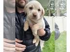 Labrador Retriever PUPPY FOR SALE ADN-779105 - AKC Labrador Retrievers