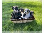 Australian Shepherd PUPPY FOR SALE ADN-779111 - Australian Shepherd puppies
