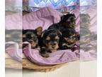 Yorkshire Terrier PUPPY FOR SALE ADN-779115 - CKC teacup yorkies