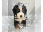 Bernedoodle PUPPY FOR SALE ADN-779122 - Ultra Bernedoodle