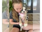 Aussiedoodle Miniature -Bernese Mountain Dog Mix PUPPY FOR SALE ADN-779134 -