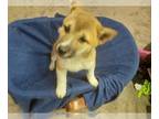 Shiba Inu PUPPY FOR SALE ADN-779149 - Apr red sesame male shiba