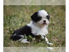 Shih Tzu PUPPY FOR SALE ADN-779152 - Shihtzu Girl Paloma