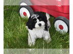 Cavachon PUPPY FOR SALE ADN-779154 - Piper