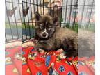 Siberian Husky PUPPY FOR SALE ADN-779164 - Cinders puppies