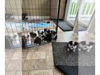 Miniature Australian Shepherd PUPPY FOR SALE ADN-779165 - 6 mini aussie pups