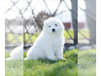 Samoyed PUPPY FOR SALE ADN-779172 - Prince AKC samoyed