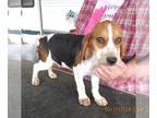 Beagle PUPPY FOR SALE ADN-779176 - Fergus Tri Color Beagle Boy