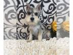 Schnauzer (Miniature) PUPPY FOR SALE ADN-779183 - Girl Merle mini schnauzer