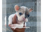 French Bulldog PUPPY FOR SALE ADN-779185 - Merle Pied Girl 6 week Old Puppy