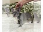 French Bulldog PUPPY FOR SALE ADN-779188 - French Bulldog lilac