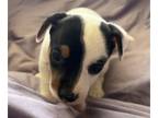 Jack Russell Terrier PUPPY FOR SALE ADN-779191 - Pirate