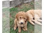 Goldendoodle PUPPY FOR SALE ADN-779195 - 4 loveable Golden Doodle puppies