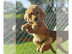 Golden Retriever PUPPY FOR SALE ADN-779196 - AKC Golden Retrievers