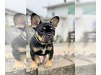 French Bulldog PUPPY FOR SALE ADN-779197 - Female Frenchie puppies