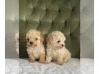 Poodle (Miniature) PUPPY FOR SALE ADN-779200 - Cream miniature poodle