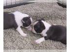 Boston Terrier PUPPY FOR SALE ADN-779207 - AKC Ch Bloodlines Health Tested