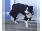 Border Collie PUPPY FOR SALE ADN-779212 - Victor AKC Black Border Collie male 1