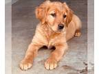 Golden Retriever PUPPY FOR SALE ADN-779213 - Beautiful Brittney