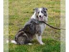 Border Collie PUPPY FOR SALE ADN-779216 - Ninja AKC Blue merle Border Collie