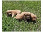 Golden Retriever PUPPY FOR SALE ADN-779218 - Purebred Golden Retriever Puppies