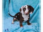 Dachshund PUPPY FOR SALE ADN-779222 - Beautiful mini dachshund puppy