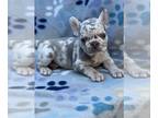 French Bulldog PUPPY FOR SALE ADN-779227 - Lilac Merle