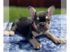 French Bulldog PUPPY FOR SALE ADN-779230 - Lola