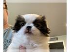 Japanese Chin PUPPY FOR SALE ADN-779241 - Katy SableWhite Female
