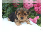 Yorkshire Terrier PUPPY FOR SALE ADN-779246 - Wyatt