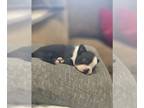 Boston Terrier PUPPY FOR SALE ADN-779250 - Boston Terriers