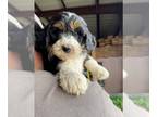 Bernedoodle PUPPY FOR SALE ADN-779254 - Doc Holiday