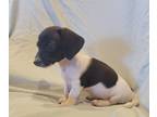 Dachshund PUPPY FOR SALE ADN-779265 - Mini dachshund female