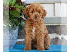 Cavapoo PUPPY FOR SALE ADN-779277 - f1b Cavapoo