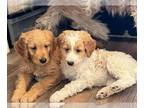 Goldendoodle (Miniature) PUPPY FOR SALE ADN-779284 - Beautiful MINI Goldendoodle