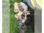 Shepadoodle PUPPY FOR SALE ADN-779285 - Golden Shepadoodle puppies