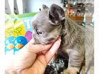 French Bulldog PUPPY FOR SALE ADN-779286 - Lilac Tan full fluffy