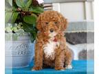 Goldendoodle (Miniature) PUPPY FOR SALE ADN-779288 - Micro Mini Goldendoodle