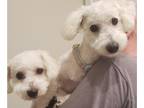 Bichon Frise PUPPY FOR SALE ADN-779291 - 2 Bonded Bichon puppies Maverick and